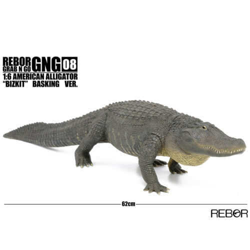 Rebor GNG08 1:6 Alligator "Bizkit" Basking