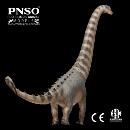 PNSO Samuel the Alamosaurus in posterior view.