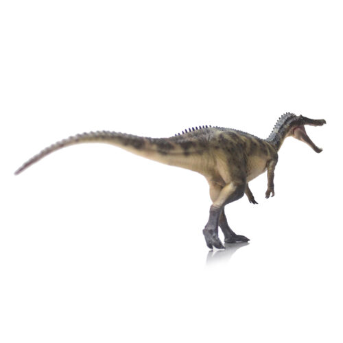 Baryonyx model in posterior view.