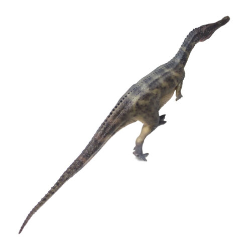 Baryonyx figure in dorsal view.