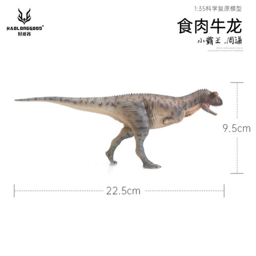 Grey Carnotaurus model measurements.