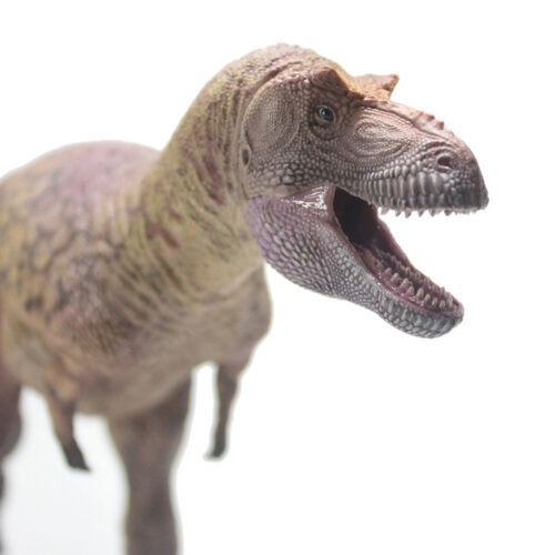 A close view of the Daspletosaurus figure.