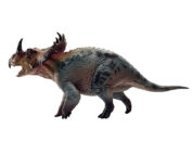 Haolonggood Sinoceratops (Zhu Tong)