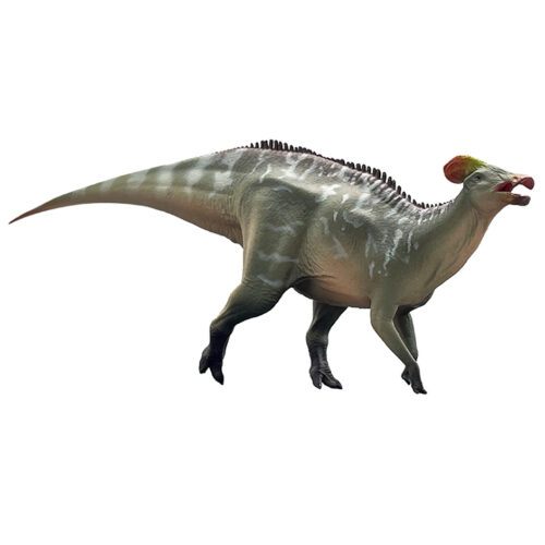 Haolonggood Tlatolophus (An Dao Quan)