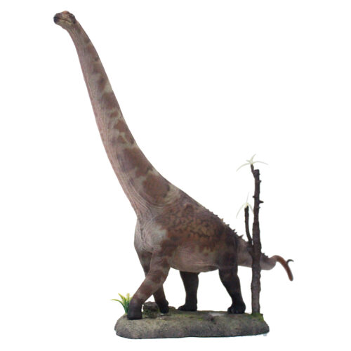 Haolonggood Alamosaurus B (Mu Hong)