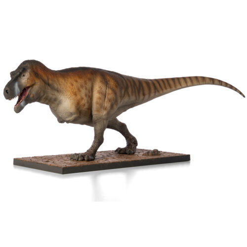 The Everything Dinosaur Evolution Tyrannosaurus rex dinosaur model.