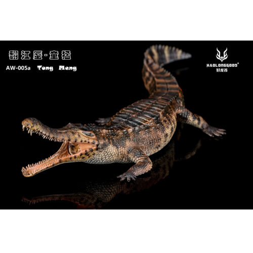 Haolonggood Sarcosuchus imperator Tong Meng