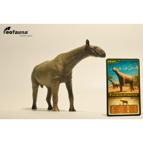 Eofauna Paraceratherium grangeri